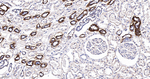 alpha Synuclein Antibody in Immunohistochemistry (Paraffin) (IHC (P))