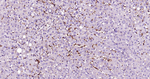 alpha Synuclein Antibody in Immunohistochemistry (Paraffin) (IHC (P))