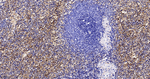 alpha Synuclein Antibody in Immunohistochemistry (Paraffin) (IHC (P))