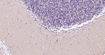alpha Synuclein Antibody in Immunohistochemistry (Paraffin) (IHC (P))