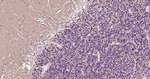 alpha Synuclein Antibody in Immunohistochemistry (Paraffin) (IHC (P))