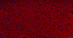 alpha Synuclein Antibody in Immunohistochemistry (Paraffin) (IHC (P))
