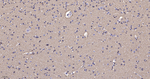 alpha Synuclein Antibody in Immunohistochemistry (Paraffin) (IHC (P))