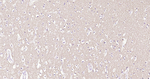 alpha Synuclein Antibody in Immunohistochemistry (Paraffin) (IHC (P))