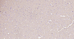 alpha Synuclein Antibody in Immunohistochemistry (Paraffin) (IHC (P))