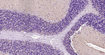alpha Synuclein Antibody in Immunohistochemistry (Paraffin) (IHC (P))