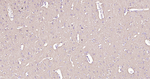 alpha Synuclein Antibody in Immunohistochemistry (Paraffin) (IHC (P))