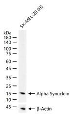 alpha Synuclein Antibody in Western Blot (WB)