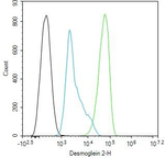 Desmoglein 2 Antibody in Flow Cytometry (Flow)