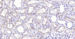 CUBN Antibody in Immunohistochemistry (Paraffin) (IHC (P))