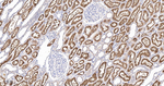 CUBN Antibody in Immunohistochemistry (Paraffin) (IHC (P))