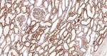 CD46 Antibody in Immunohistochemistry (Paraffin) (IHC (P))