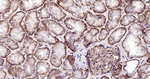 CD46 Antibody in Immunohistochemistry (Paraffin) (IHC (P))