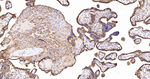 CD46 Antibody in Immunohistochemistry (Paraffin) (IHC (P))