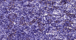CD46 Recombinant Rabbit Monoclonal Antibody (4C3)