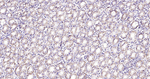 CD46 Antibody in Immunohistochemistry (Paraffin) (IHC (P))