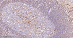 CD46 Antibody in Immunohistochemistry (Paraffin) (IHC (P))