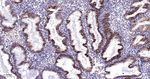 CD46 Antibody in Immunohistochemistry (Paraffin) (IHC (P))