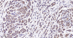 CD46 Antibody in Immunohistochemistry (Paraffin) (IHC (P))
