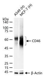 CD46 Antibody in Western Blot (WB)