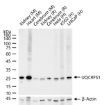 UQCRFS1 Antibody in Western Blot (WB)