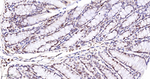 UNC84B Antibody in Immunohistochemistry (Paraffin) (IHC (P))