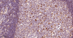UNC84B Antibody in Immunohistochemistry (Paraffin) (IHC (P))