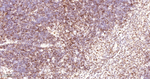 UNC84B Antibody in Immunohistochemistry (Paraffin) (IHC (P))