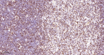 UNC84B Antibody in Immunohistochemistry (Paraffin) (IHC (P))