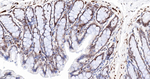 UNC84B Antibody in Immunohistochemistry (Paraffin) (IHC (P))