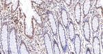 UNC84B Antibody in Immunohistochemistry (Paraffin) (IHC (P))