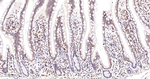 UNC84B Recombinant Rabbit Monoclonal Antibody (11A8)
