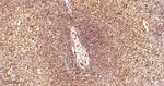 UNC84B Antibody in Immunohistochemistry (Paraffin) (IHC (P))