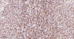 UNC84B Antibody in Immunohistochemistry (Paraffin) (IHC (P))