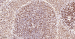 UNC84B Antibody in Immunohistochemistry (Paraffin) (IHC (P))