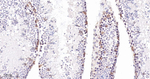 UNC84B Antibody in Immunohistochemistry (Paraffin) (IHC (P))