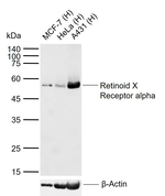 RXRA Recombinant Rabbit Monoclonal Antibody (3B5)