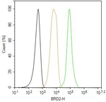 BRD2 Antibody in Flow Cytometry (Flow)
