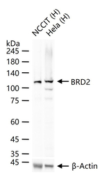 BRD2 Antibody in Western Blot (WB)