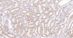 MARK2 Antibody in Immunohistochemistry (Paraffin) (IHC (P))