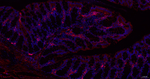 LUM Recombinant Rabbit Monoclonal Antibody (4G2)
