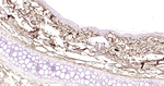 LUM Antibody in Immunohistochemistry (Paraffin) (IHC (P))