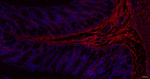 LUM Antibody in Immunohistochemistry (Paraffin) (IHC (P))