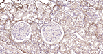 LUM Antibody in Immunohistochemistry (Paraffin) (IHC (P))