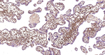 LUM Antibody in Immunohistochemistry (Paraffin) (IHC (P))