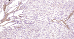 LUM Antibody in Immunohistochemistry (Paraffin) (IHC (P))