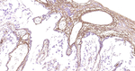 LUM Antibody in Immunohistochemistry (Paraffin) (IHC (P))