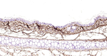 LUM Antibody in Immunohistochemistry (Paraffin) (IHC (P))