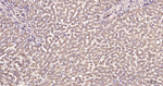FASN Antibody in Immunohistochemistry (Paraffin) (IHC (P))
