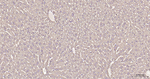 FASN Antibody in Immunohistochemistry (Paraffin) (IHC (P))